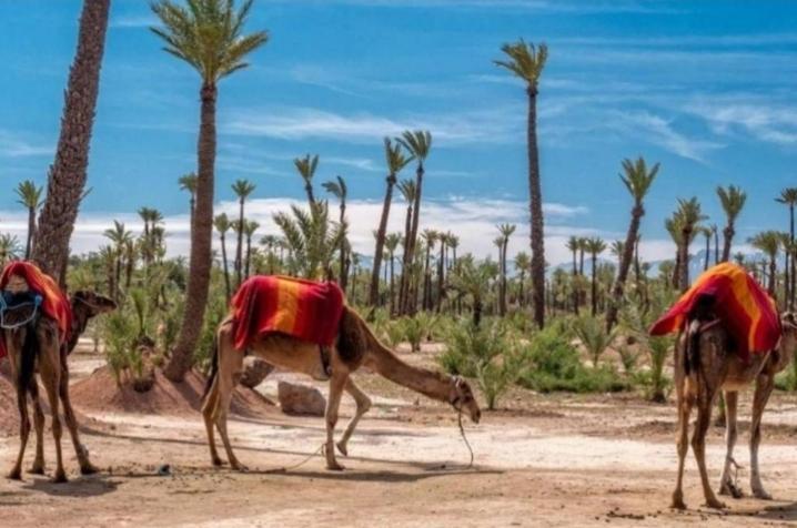 Propriete De Village Privee Marrakech Avec Piscines Appartamento *